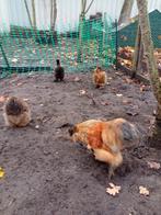 Koppel zijdehoenders  3 hennen en 1 haan, Dieren en Toebehoren, Pluimvee
