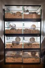 8 Terrariums in 1 stelling - Hamsterflat, Nieuw, Minder dan 75 cm, Minder dan 60 cm, Hok
