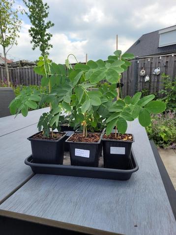 Albizia Procera White Siris - jonge plantjes beschikbaar voor biedingen