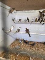 Bonte diamant duiven, Dieren en Toebehoren, Meerdere dieren, Overige soorten