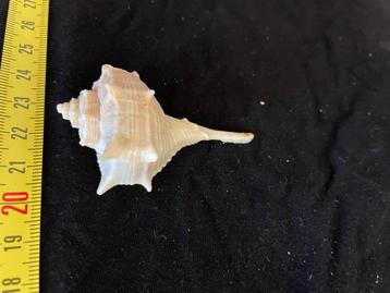 Mooie schelpen verzameling beschikbaar voor biedingen