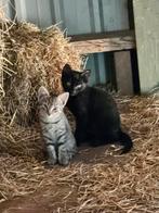 Lieve mooie zwarte kitten (kater) te koop, Kater