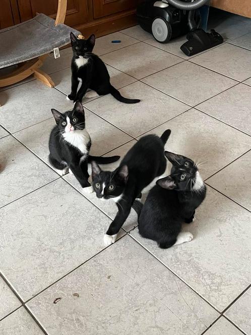 Kittens, Dieren en Toebehoren, Katten en Kittens | Overige Katten, Kater