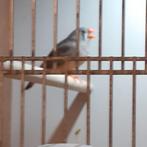 7 LEUKE ZEBRAVINK/LEUKE KLEUREEN,3 MAN-4 POP/TOTAAL 30,=, Dieren en Toebehoren, Vogels | Overige Vogels, Meerdere dieren, Tropenvogel