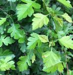 Crataegus monogyna (Eenstijlige meidoorn), Ophalen of Verzenden, Overige soorten, Haag, Minder dan 100 cm