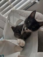 Maine coon poes, Dieren en Toebehoren, Katten en Kittens | Overige Katten, Poes