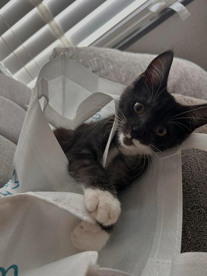 Maine coon poes, Dieren en Toebehoren, Katten en Kittens | Overige Katten, Poes