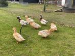 Saksische/ Saksen eenden, Dieren en Toebehoren, Vogels | Overige Vogels, Meerdere dieren, Wildzangvogel, Tam