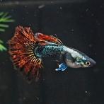 Prachtige felrode Platinum Red Dragon Guppen (raszuiver), Dieren en Toebehoren, Vissen | Aquariumvissen, Vis