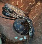 Tapijt python, Dieren en Toebehoren, Reptielen en Amfibieën, Slang, 0 tot 2 jaar