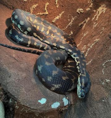 Tapijt python beschikbaar voor biedingen