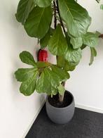 Prachtige plant ficus Lyrata (denk ik), Ophalen, 200 cm of meer, Overige soorten, Halfschaduw