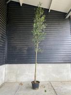 Lijsterbes | Sorbus aucuparia 'Sheerwater Seedling', Tuin en Terras, Planten | Bomen, Zomer, Overige soorten, Volle zon, Ophalen