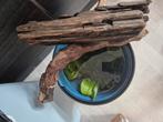 2 stukken kienhout en plant., Dieren en Toebehoren, Vissen | Aquaria en Toebehoren, Ophalen, Gebruikt, Plant(en), Steen of Hout