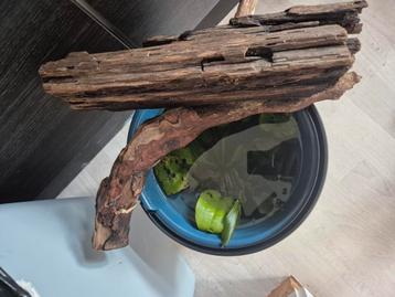 2 stukken kienhout en plant.  beschikbaar voor biedingen