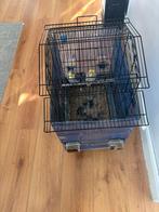 Valkparkieten koppel  met kooi, Dieren en Toebehoren, Vogels | Parkieten en Papegaaien, Meerdere dieren, Parkiet, Tam