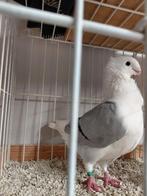 Oud hollandse meeuwen, Meerdere dieren, Overige soorten