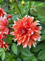 Grote dahlia, dahlia knol, dahlia bloemen, planten, Ophalen of Verzenden, Zo goed als nieuw