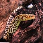 Gymnothorax polyuranodon, Dieren en Toebehoren, Vis