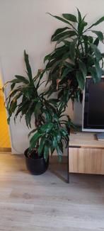 Kamerplant met pot, Ophalen, Volledige schaduw, Overige soorten, In pot