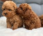 Toy poedel pups opzoek naar nieuw avontuur, Particulier, Meerdere, 8 tot 15 weken, Meerdere dieren