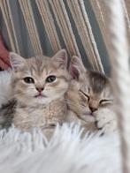 Britse korthaar katten. 2 poezen, zusjes, Dieren en Toebehoren, Katten en Kittens | Raskatten | Korthaar, Poes, Gechipt, 0 tot 2 jaar