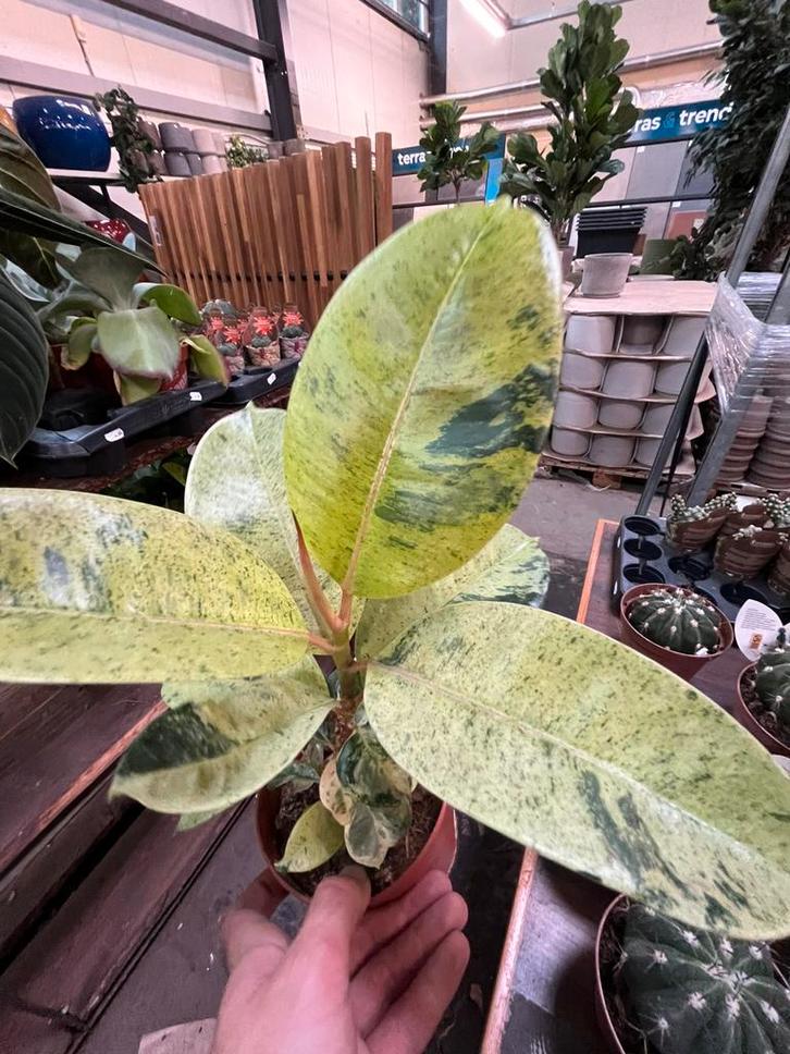 Ficus elastica variegata – mooie bonte rubberplant (30 cm), Huis en Inrichting, Kamerplanten, Minder dan 100 cm, Halfschaduw, Ophalen