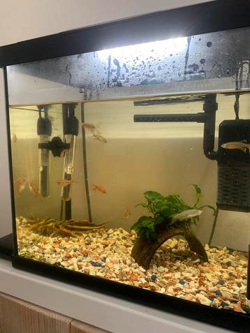 Mooi aquarium met vissen en accessoires beschikbaar voor biedingen
