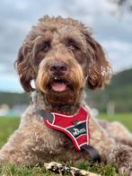 Hondenoppas gezocht in Zeist, Ophalen of Verzenden