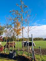 Acer Autumn Blaze - Prachtige Herfstkleuren! Grote esdoorn!, Bloeit niet, 400 cm of meer, Volle zon, In pot