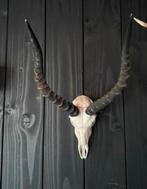 Skull, Ophalen, Zo goed als nieuw