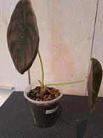 Alocasia cuprea red secret, Huis en Inrichting, Ophalen of Verzenden, Halfschaduw, Minder dan 100 cm
