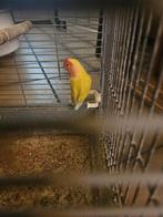 Perzikkop agapornis, Dieren en Toebehoren, Vogels | Overige Vogels, Geslacht onbekend, Tropenvogel