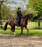 Betrouwbare 9-jr recreatiemerrie met top dressuurafstamming, Dieren en Toebehoren, Paarden, Merrie, B, Gechipt, 170 tot 175 cm