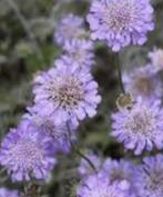 Duifkruid, Tuin en Terras, Ophalen, Zomer, Overige soorten, Halfschaduw