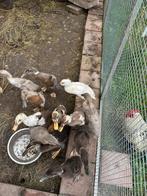 Indische loopeenden (bijna 5 weken oud), Meerdere dieren, Eend