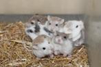 Jonge  Roborovski dwerghamsters, Meerdere dieren, Hamster, Tam