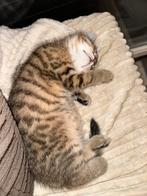 2 britse korthaarx europese korthaar, Dieren en Toebehoren, Kater