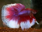 GEZOCHT: Rood met witte kempvis/betta, Dieren en Toebehoren, Vissen | Aquariumvissen, Vis