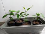 Citroenplant, Ophalen, Fruitplant, Halfschaduw, In pot
