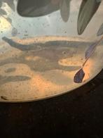 Dwergcyclide kersenbuik vrouw, Vis