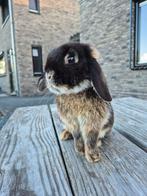 2 prachtige NHD konijnen te koop!, Dieren en Toebehoren, Konijnen