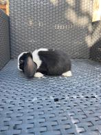 Nederlandse hangoor dwerg konijntjes bont, blauw oog, Dieren en Toebehoren, Meerdere dieren, Dwerg, Hangoor, 0 tot 2 jaar