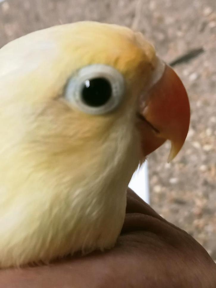 Prachtige piep jonge agapornis fisheri crème split INO pop, Dieren en Toebehoren, Vogels | Parkieten en Papegaaien, Dwergpapegaai of Agapornis