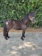 Super brave NSPS jaarling merrie, Merrie, Niet van toepassing, 0 tot 2 jaar, A pony (tot 1.17m)