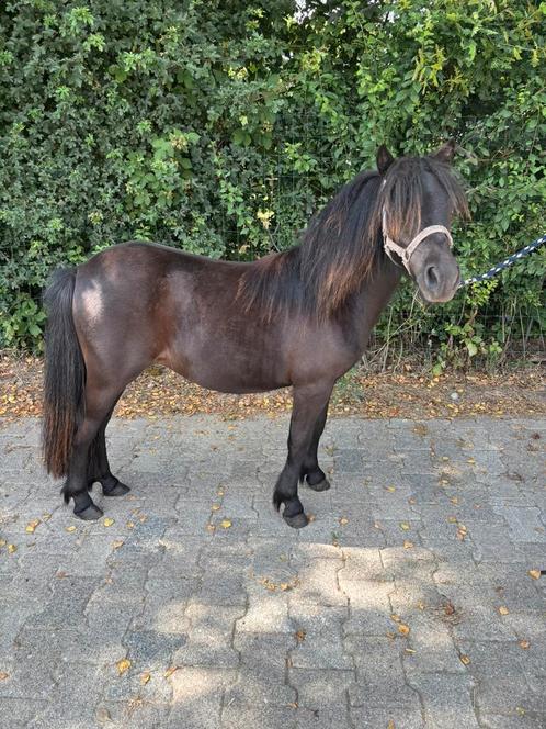 Super brave NSPS jaarling merrie, Dieren en Toebehoren, Pony's, Merrie, Niet van toepassing, A pony (tot 1.17m), Recreatiepony