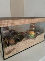 Glazen kooi 80 cm, Minder dan 60 cm, Kooi, Gebruikt, Hamster