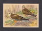 Roofvogel Bruine Kiekendief Grauwe Kiekendief (9)., Ophalen of Verzenden, 1960 tot 1980, Vogel