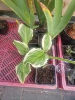 Hosta vaste tuinplant biologisch, Ophalen, Zomer, Overige soorten, Halfschaduw