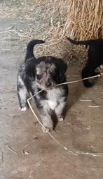 Kruising Labrador X Australian Shepherd X Gr Zwitserse Senne, 8 tot 15 weken, Meerdere, Meerdere dieren, Middel